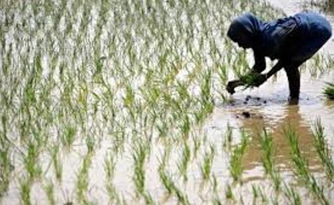 कृषि विभाग ने कहा : कम नहीं होगा खाद्यान्न का उत्पादन