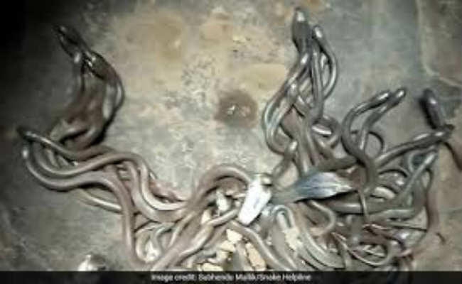 कच्चे घर की रसोई से 45 कोबरा के बच्चे मिले