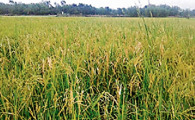 रांची में 1.59 लाख किसानों को बीमा से जोड़ने का लक्ष्य, धान का 440 व मकई का 381 रुपये प्रति एकड़ होगा बीमा