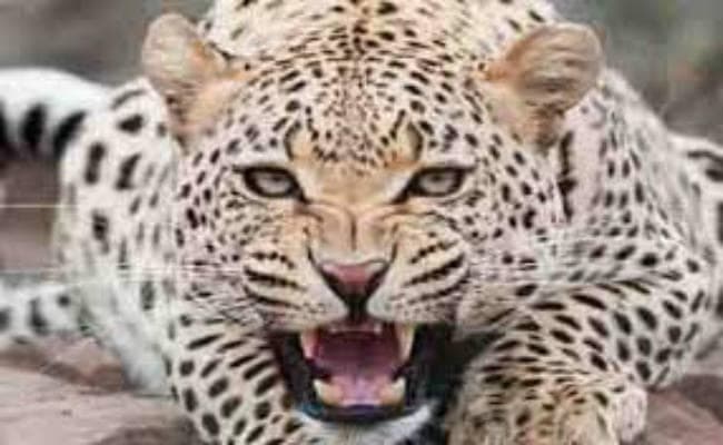 महिला चाय श्रमिक को खा गया नरभक्षी तेंदुआ