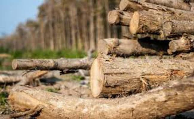 80 लाख रुपये की अवैध लकड़ी बरामद