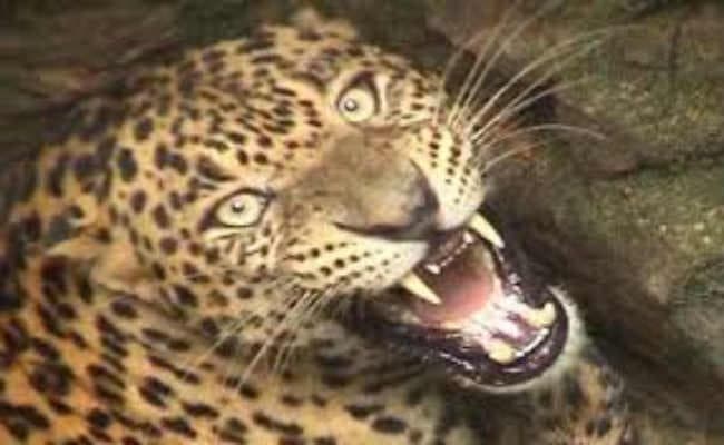 बागडोगरा एयरपोर्ट इलाके में भी तेंदुए का आतंक, वन विभाग ने की पकड़ने की तैयारी