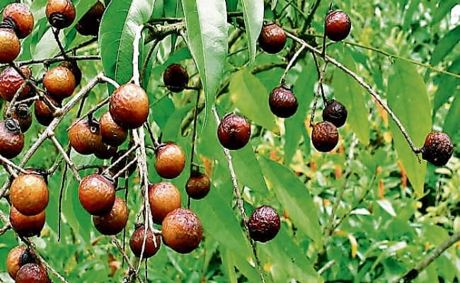 रुद्राक्ष से होता है खून साफ, बढ़ती है स्मरण शक्ति