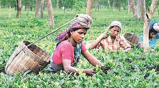 नागराकाटा : नयी प्रस्तावित दर के साथ अब 30 को बैठक, ज्वाइंट फोरम ने कहा, आंदोलन वापस नहीं होगा