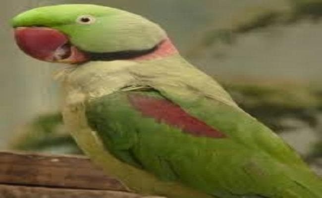 घर से लापता हुआ डेढ़ साल का तोता, तलाश में रिक्शे पर करवाया अलाउंसमेंट और अब…