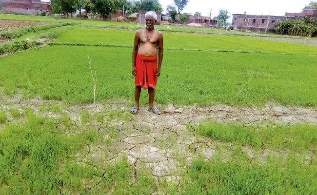 मॉनसून की दगाबाजी, 15% से भी कम हुई धान की रोपाई