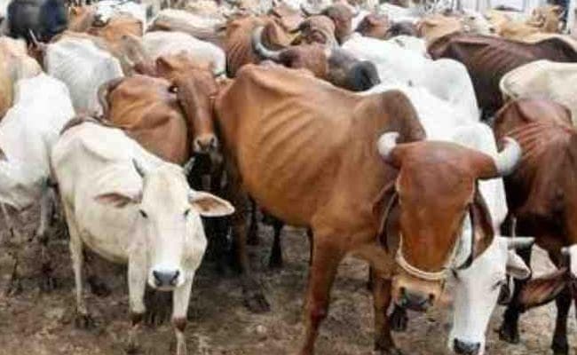 झारखंड : कंटेनर में भरकर मवेशियों को बंगाल ले जा रहे चार तस्कर गिरफ्तार