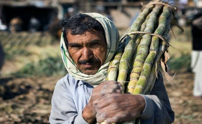 सरकार ने 20 रुपये क्विंटल बढ़ायी गन्ने की कीमत, जानिये किसानों को कितने मिलेंगे दाम...?