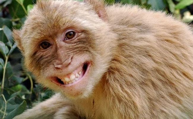 बंदरों ने गिराया बम से भरा बैग, तीन घायल