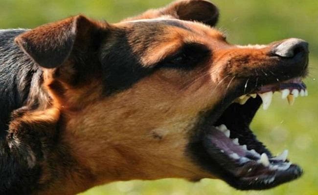 नवजात के शव को काफी देर तक नोचता रहा कुत्ता, तमाशबीन बने रहे लोग