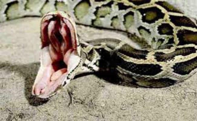 गोमो आसनसोल मेमू में  मिला अजगर, अफरातफरी