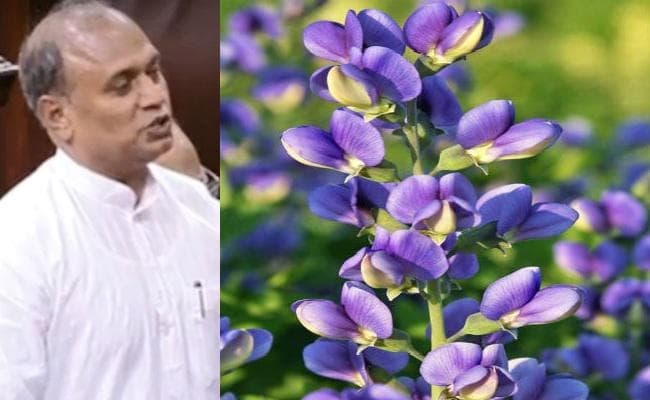 बिहार में फिर से नील की खेती होने का मुद्दा राज्यसभा में उठा, जदयू ने केंद्र से सूखाग्रस्त क्षेत्रों का आकलन कराने की कही बात