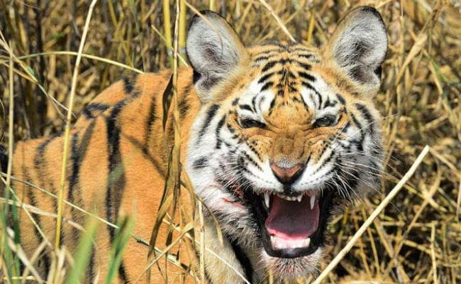 झारखंड में बाघों को बचाना चुनौती, आठ गांवों का होगा पुनर्वास