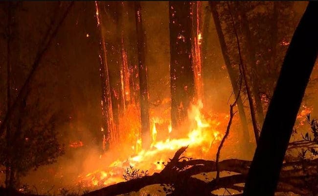 कैलिफोर्निया के जंगल में भीषण आग, 650 से अधिक घर जल कर खाक