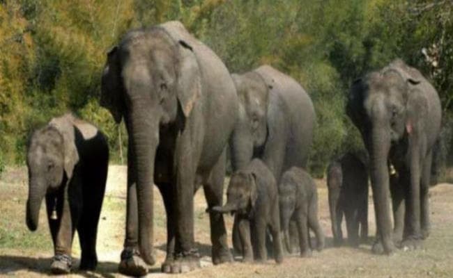 टीटीपीएस के गेस्ट हाऊस व लुगुबुरु घांटाबाड़ी में हाथियों ने बोला धावा, चाहरदीवारी व खिड़की तोड़ी