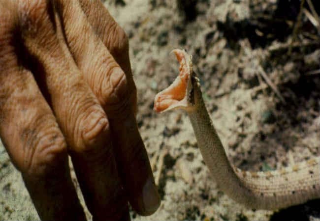 जहरीले सांप के डसने से एक ही परिवार के तीन सदस्यों की मौत