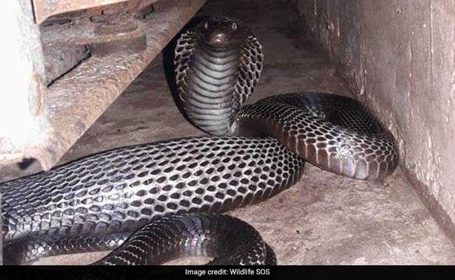 जामताड़ा: सर्पदंश से दो स्कूली बच्चों की मौत, दो अन्य गंभीर