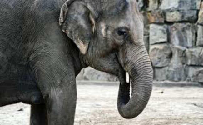 हाथी के उत्पात से पीड़ितों को मिलेगी सहायता राशि