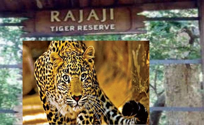 Forest Guards और रेंजरों की कमी से जूझ रहा है कार्बेट और राजाजी टाइगर रिजर्व
