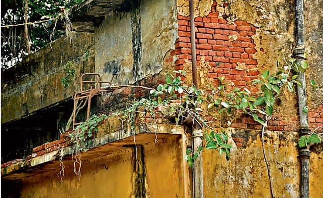 थोड़ी सी लापरवाही और जंगल उगा रहे भवनों पर