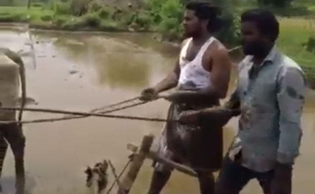 VIDEO: धान के खेत में बैलों के साथ इन दो लड़कों ने किया ऐसा धमाकेदार डांस, हैरान हुए लोग