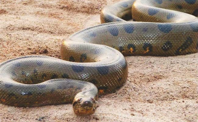 अलीपुर जू में जल्द देखने को मिलेगा एेनाकोंडा