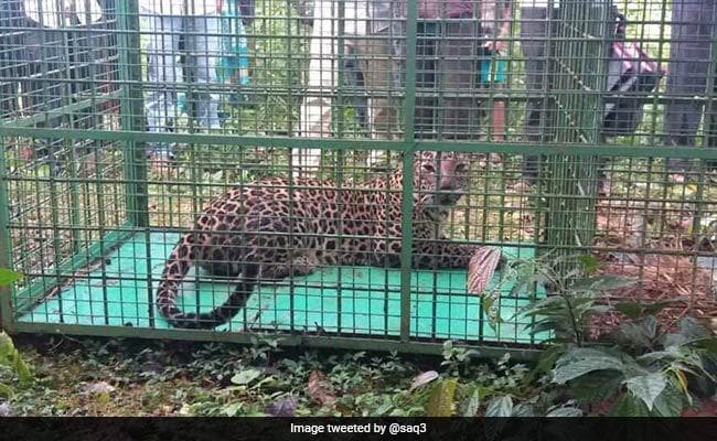 अाखिरकार पिंजरे में फंसा तेंदुआ, श्रमिकों को मिली राहत