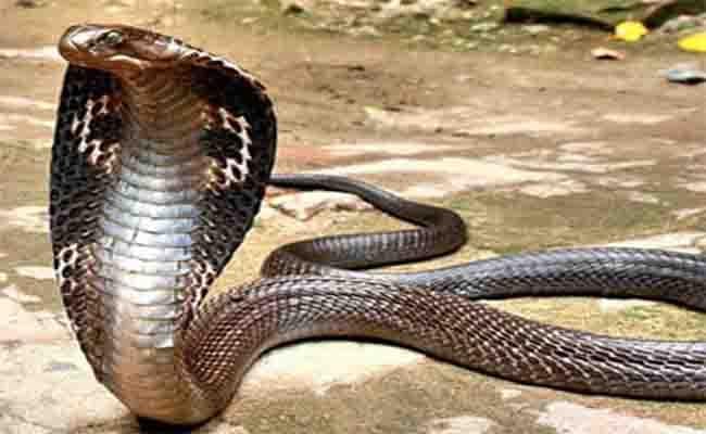 पोखर से मिला दस फुट लम्बा किंग कोबरा