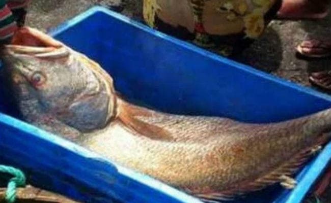 5.5 लाख रुपये में बिकी यह मछली, जानिए आखिर क्या है मामला