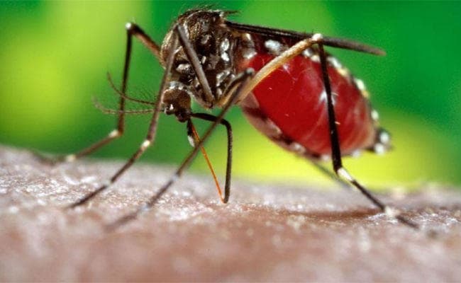 झारखंड में डेंगू पीड़ितों की संख्या 53 तक पहुंची