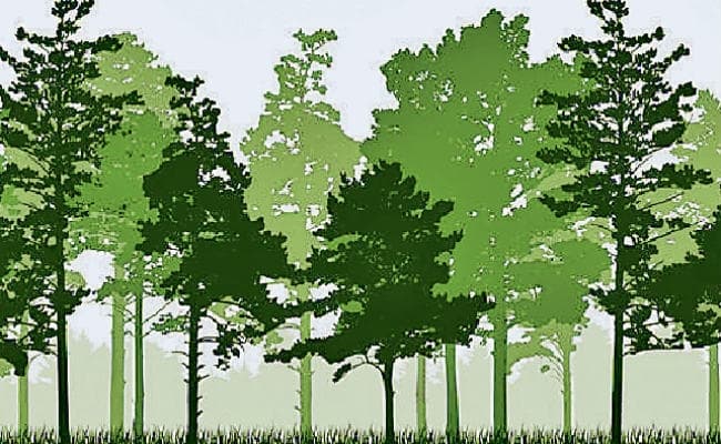 पटना : प्रदेश का हरित आवरण अब 15.50 फीसदी के पार पहुंचा