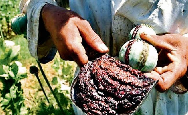 झारखंड में अफीम तस्करी में बंगाल यूपी व राजस्थान के तस्करों का हाथ