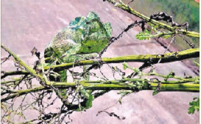 झालदा में मिली विरल प्रजाति की छिपकली