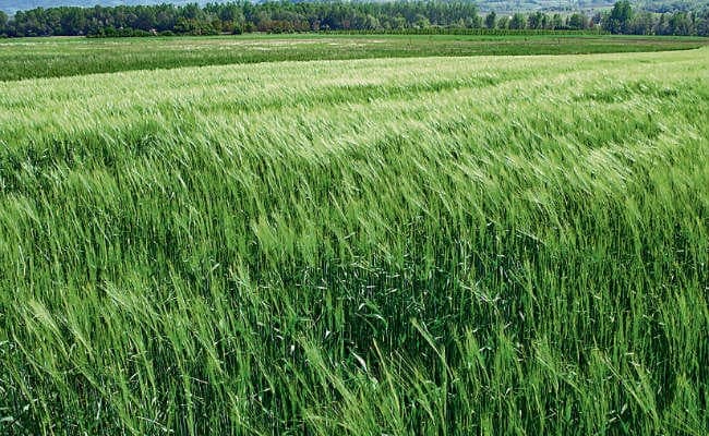 पटना : रोपनी में देरी से कम होगा चावल का उत्पादन