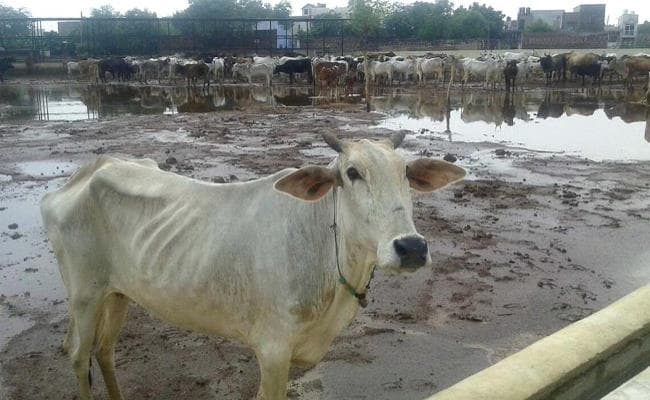 राजस्थान में बनेगा पहला गौ अभ्यारण्य