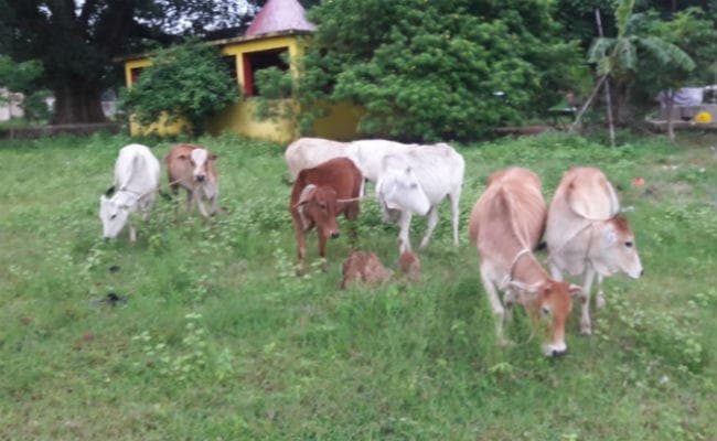सिमडेगा : मवेशी तस्करी के आरोप में दो गिरफ्तार, 21 मवेशी जब्‍त