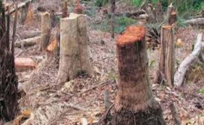 शहरीकरण, पेड़ों की कटाई से वज्रपात में हुआ इजाफा