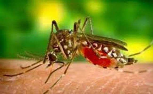 डेंगू की रोकथाम को नपा, स्वास्थ्य विभाग का युद्धस्तर पर अभियान