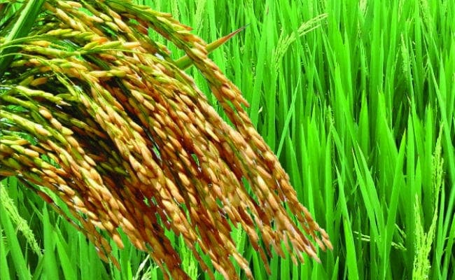 बंगाल के उसना चावल में सबसे अधिक आर्सेनिक की मात्रा,स्वास्थ्य के लिए है हानिकारक