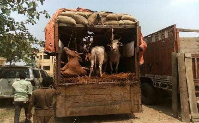 बिहार से झारखंड के रास्ते प बंगाल भेजे जा रहे हैं पशु