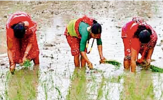 हजारीबाग, पलामू, देवघर में अब भी आधा ही रोपा, 1800 हजार हेक्टेयर में धान लगाने का लक्ष्य