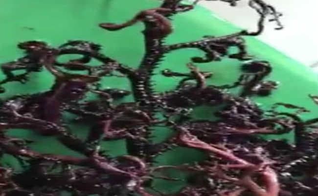 वियतनाम में दि‍खा रहस्‍मय जीव