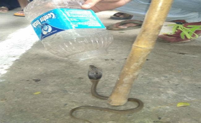 डीआइजी कार्यालय में निकला नाग का सपोला, मची अफरा-तफरी