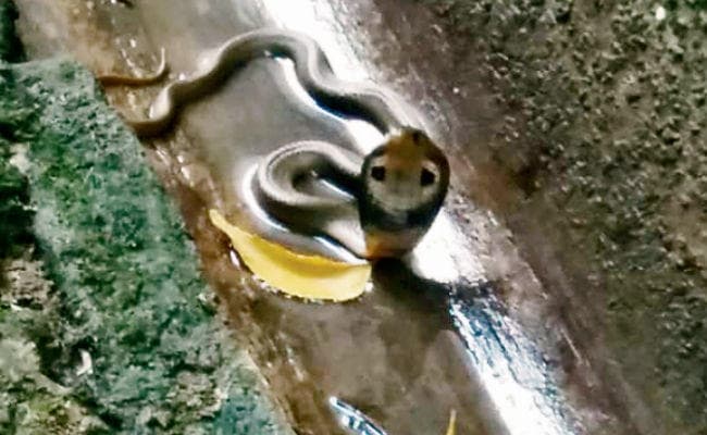 भागलपुर : …..जब डीआईजी कार्यालय परिसर में निकला नाग