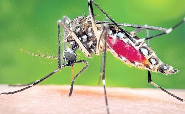 राज्य में डेंगू ने ली फिर एक की जान