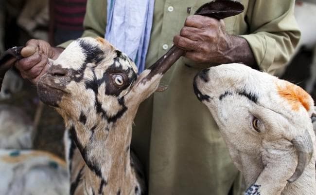 हाईकोर्ट का ममता सरकार को निर्देश - सार्वजनिक जगहों पर पशु वध नहीं हो, यह सुनिश्चित करें