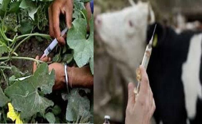 सरकार ने Oxytocin की बिक्री पर लगायी रोक हटायी, अप्रैल में इसके आयात पर लगा था प्रतिबंध