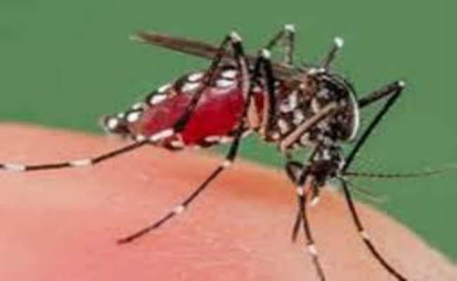 सिलीगुड़ी में डेंगू ने दी दस्तक मेडिकल छात्र आया चपेट में