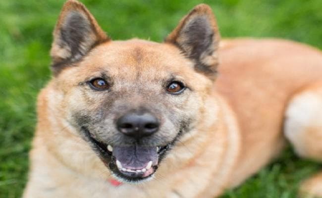 पागल कुत्ते के काटने से गाय-बछड़े की मौत, दूध पीने से एक ही परिवार के 15 बीमार