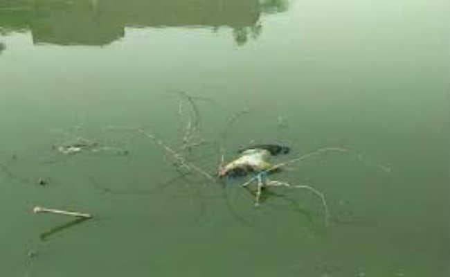 तालाब से युवती का शव बरामद हत्या की आशंका